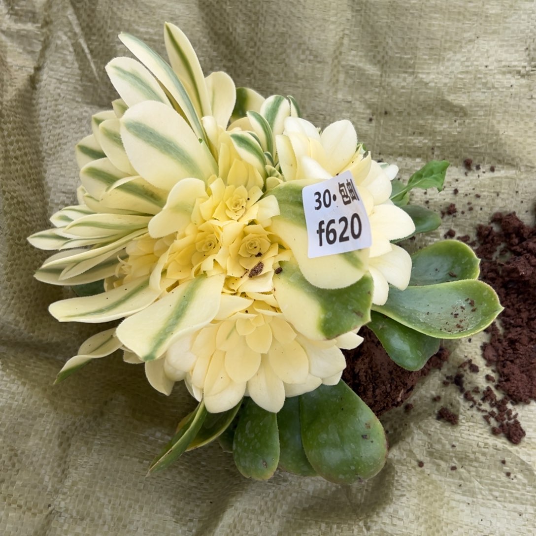 628雪莲多肉法师