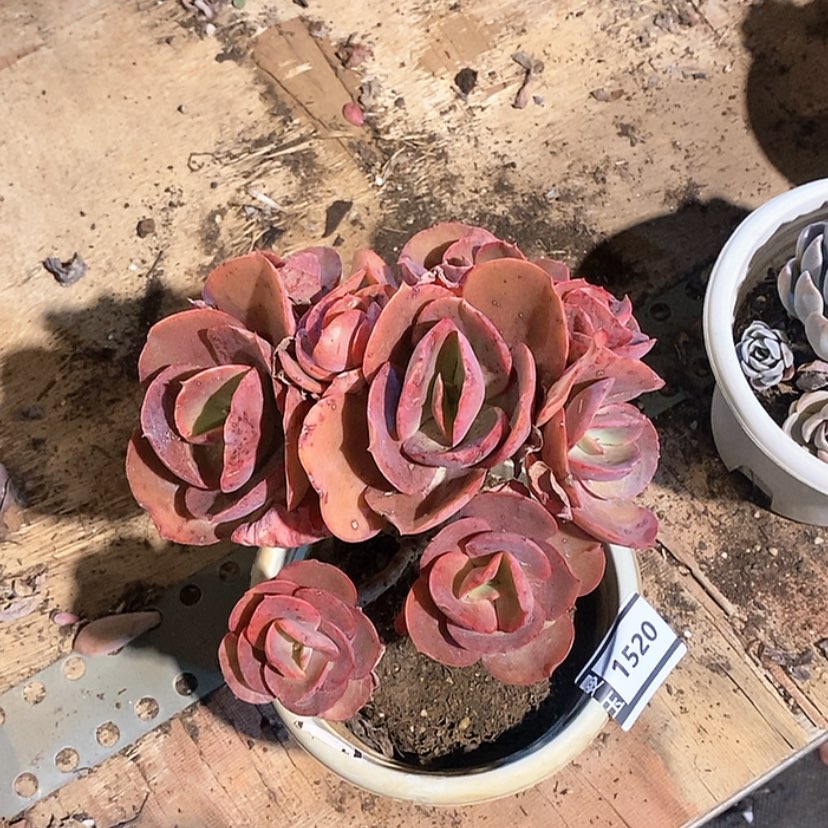 【闪购商品】秀妍1520