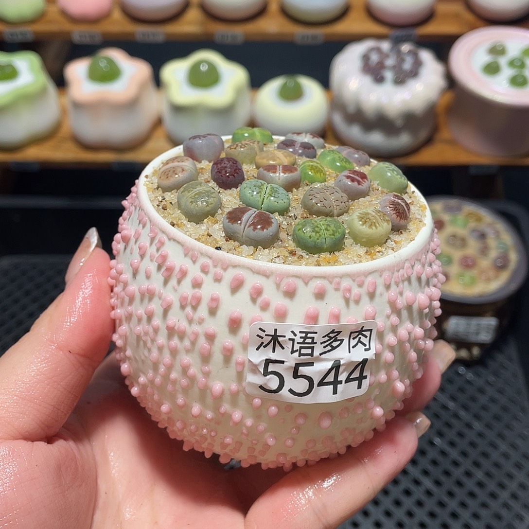 带盆土植物 一物一拍5544