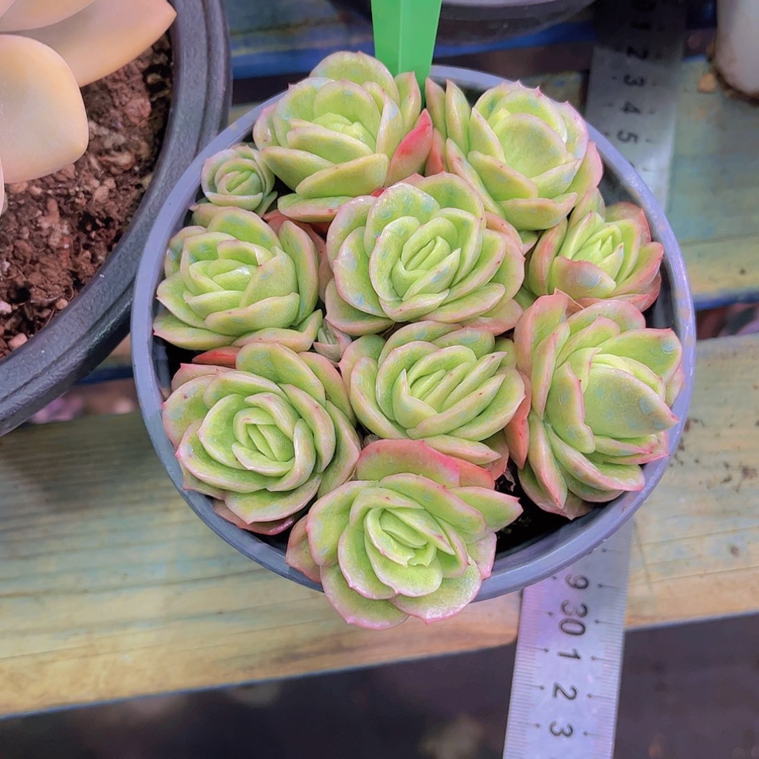 风***人冰玫瑰Ａ８１8号一颗一物一拍