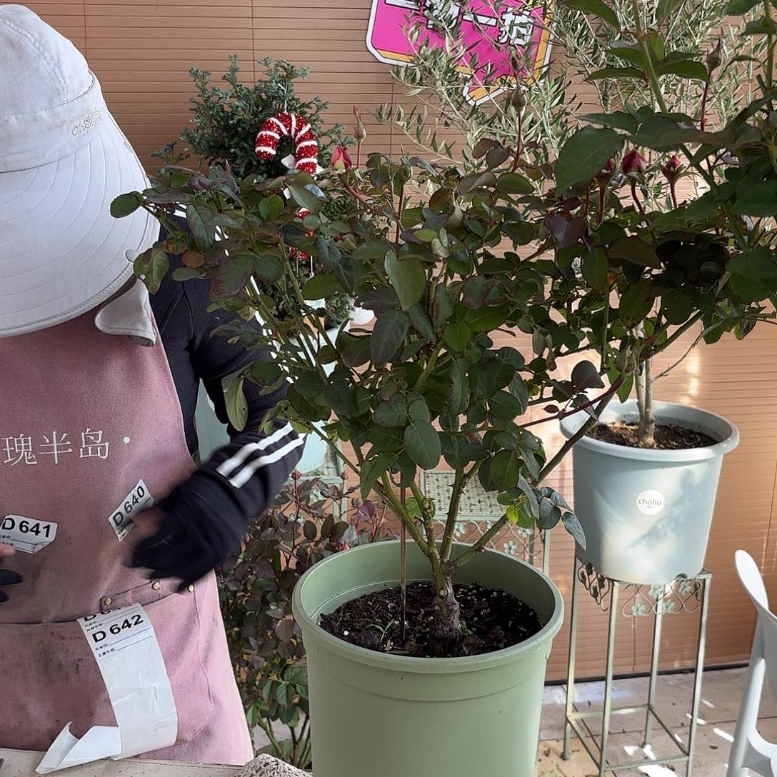 ʚ***ɞ杏苑雪晴3加仑根接苗