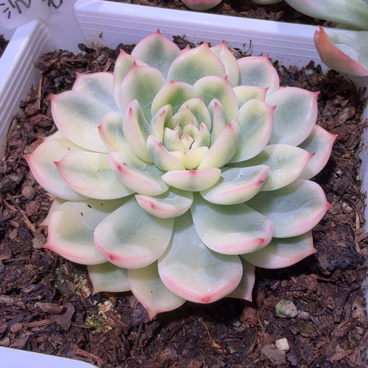 沉壁锦多肉植物一物一拍
