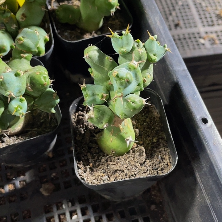 邱汐大激5.8带盆土发