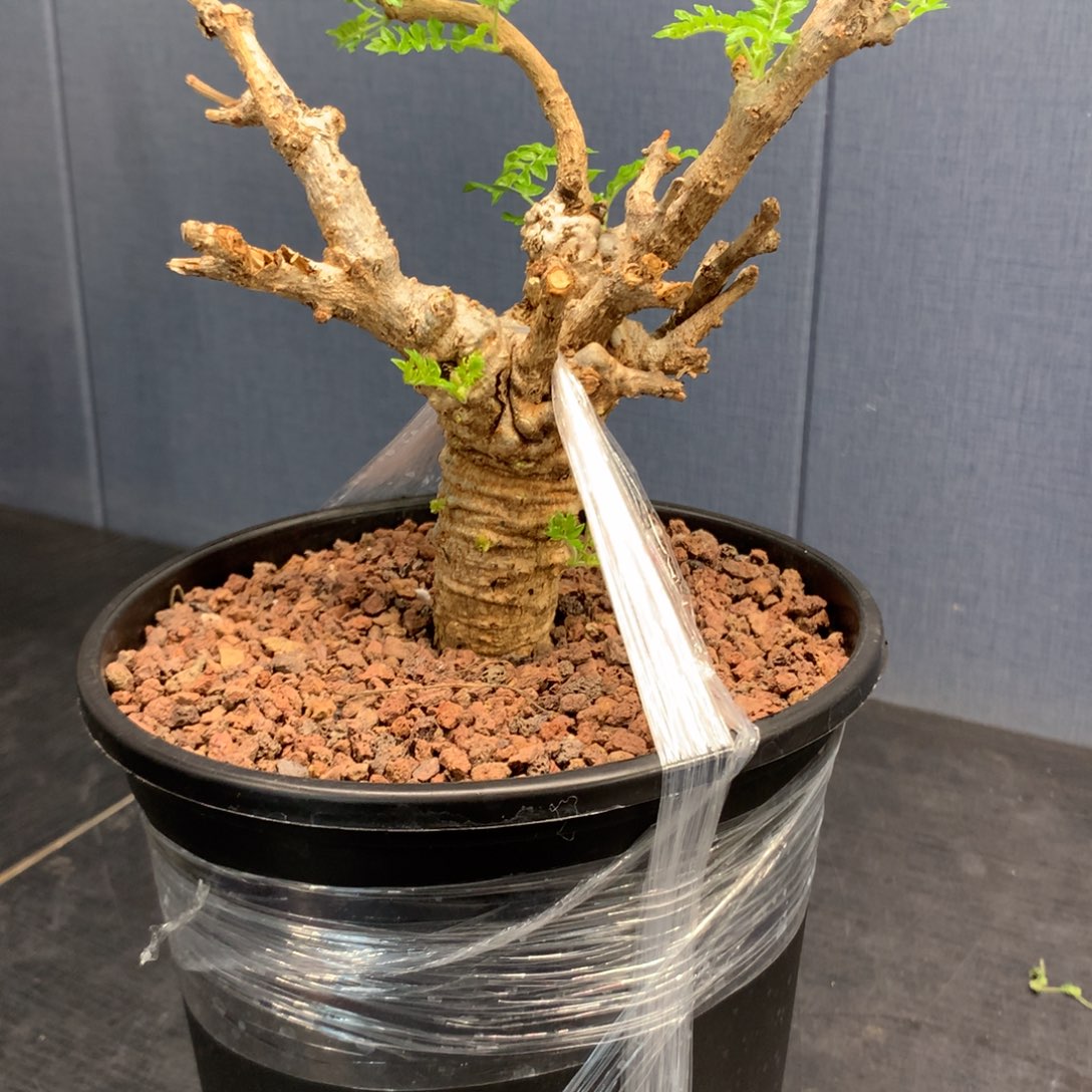 尼勒达乳香产地熟桩