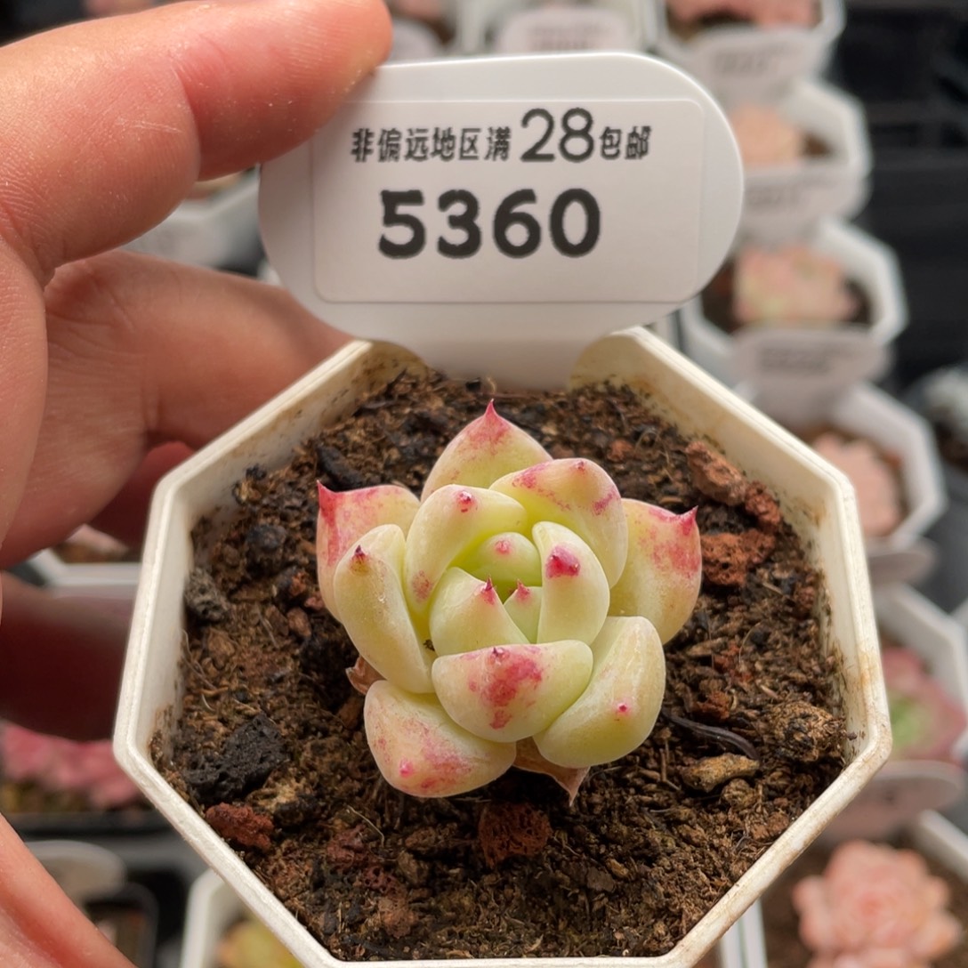 白拉糖5360-3.5厘米