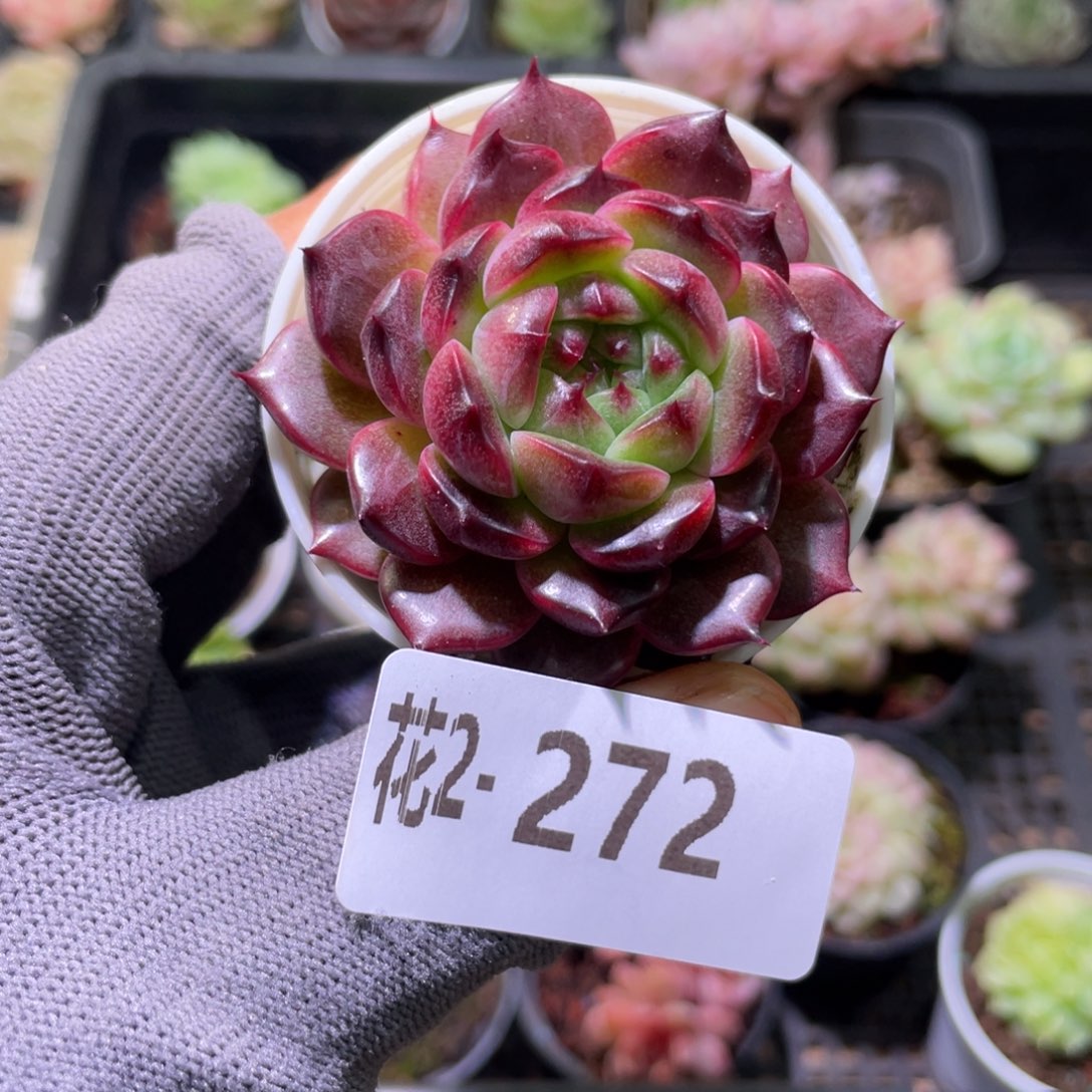 花利美 2-272新品