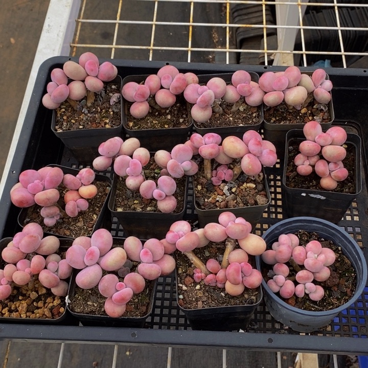 桃蛋12棵多肉植物