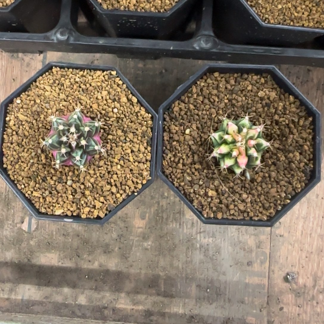 两个名品侧芽福利价