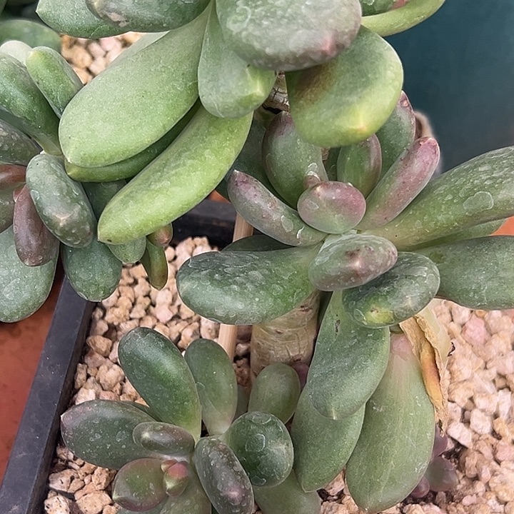 大群芒果奶特价福利美人