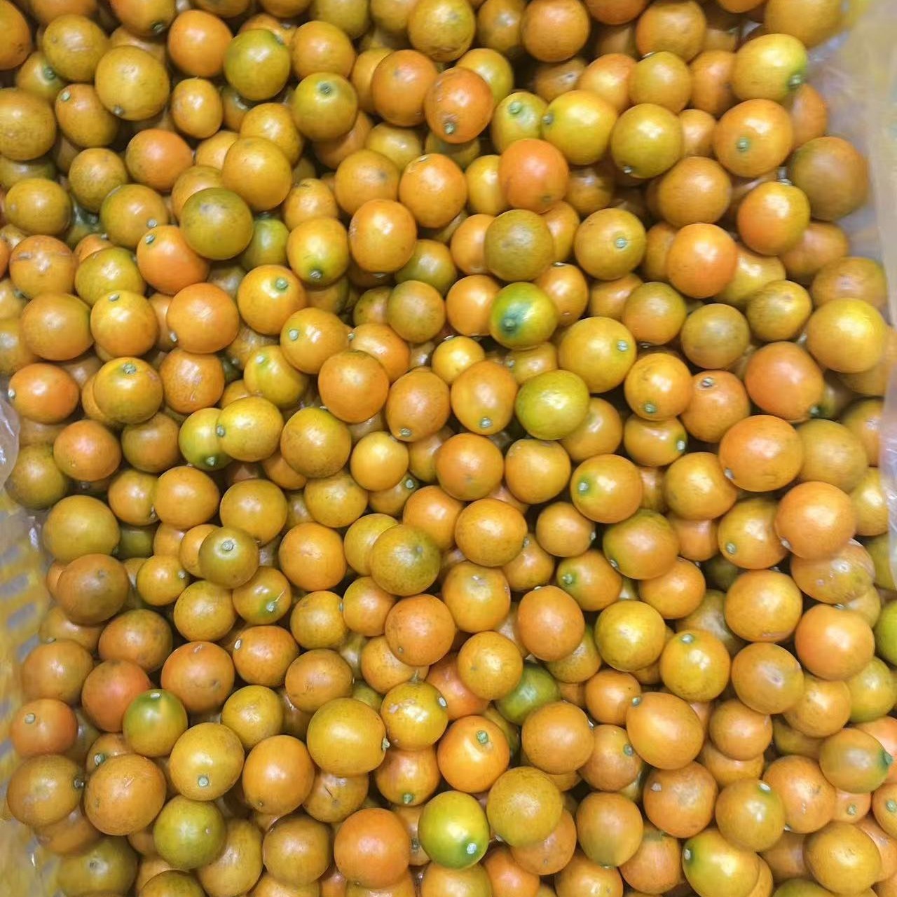 脆蜜金桔2斤特惠试吃装