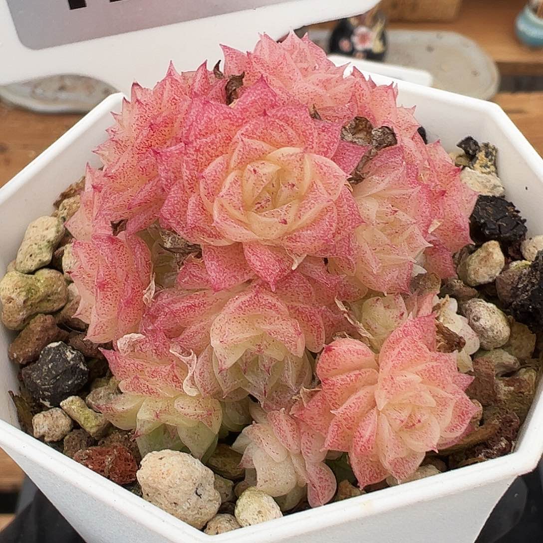 花朵麦秆小脸多肉1266