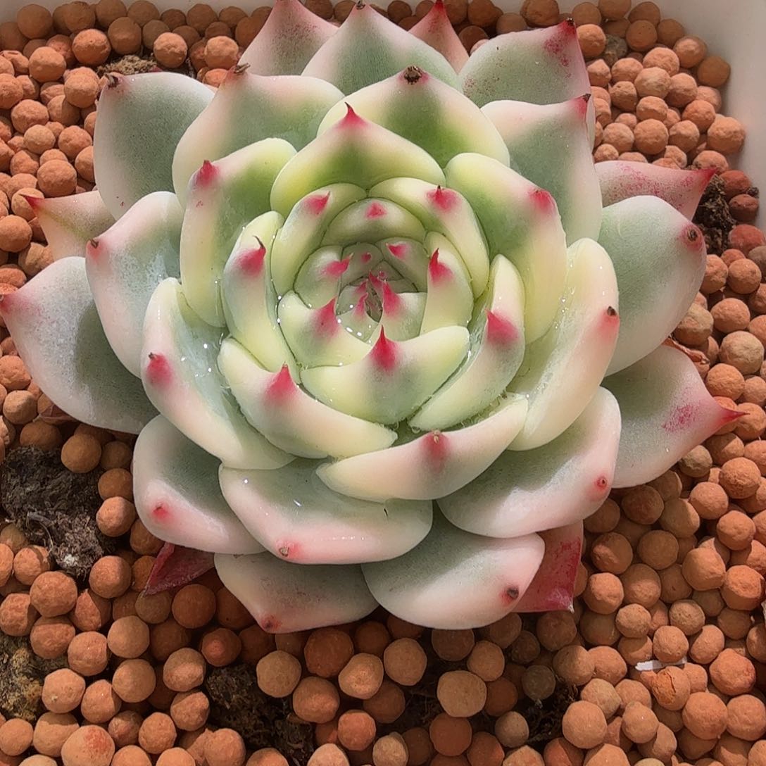 吉娃娃锦，多肉植物