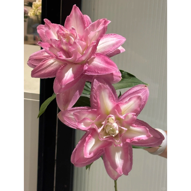 【莲花美景】重瓣香水百合 一单包邮 云南鲜花昆明基地现采现发