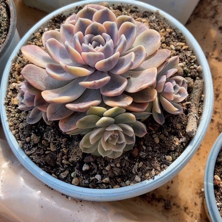 秋可园艺 汉堡锦群