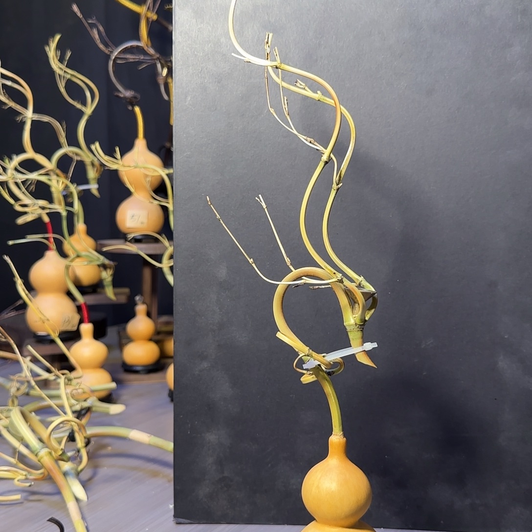 ****树葫芦加龙头倒流香一套