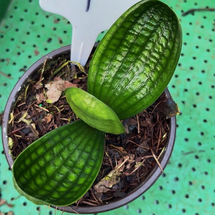 完全开放油麻老一号