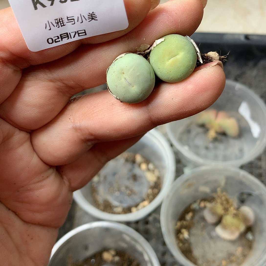 K952多肉植物保护研究所