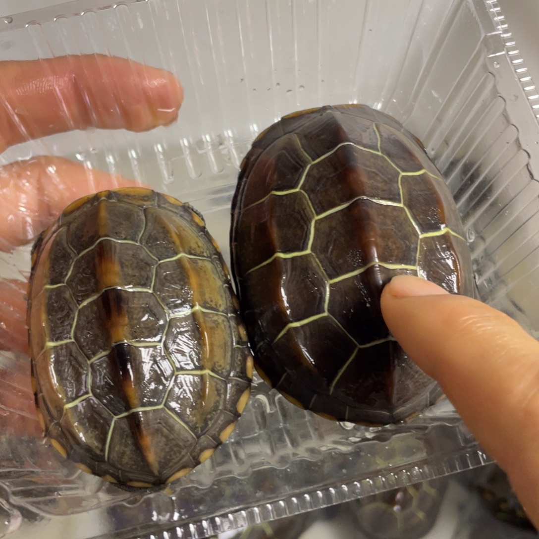 苏北金线冷水草龟