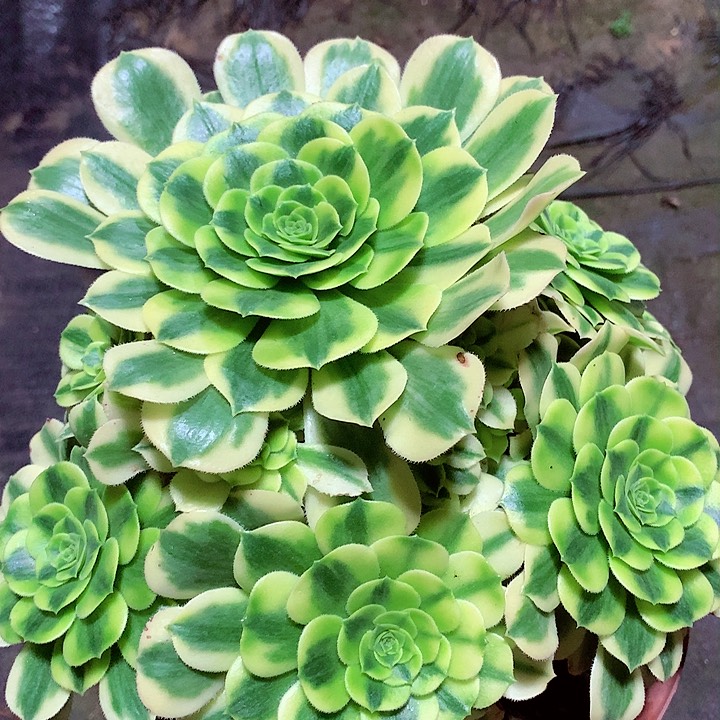 金丝翡翠啊啊啊啊啊