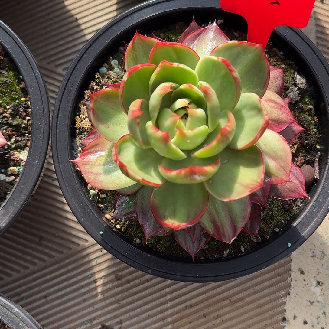 惊鸿仙子多肉植物