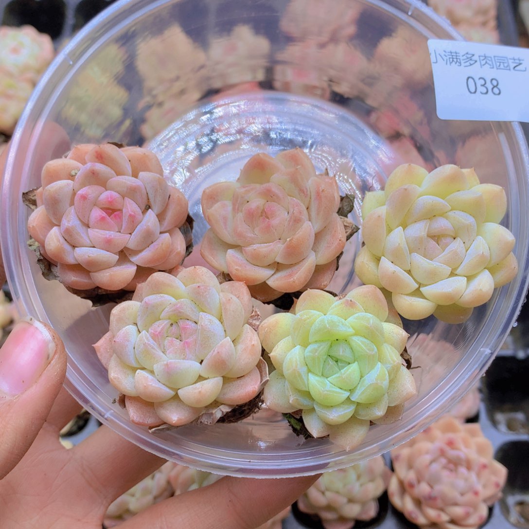 我要去看你的演唱了38