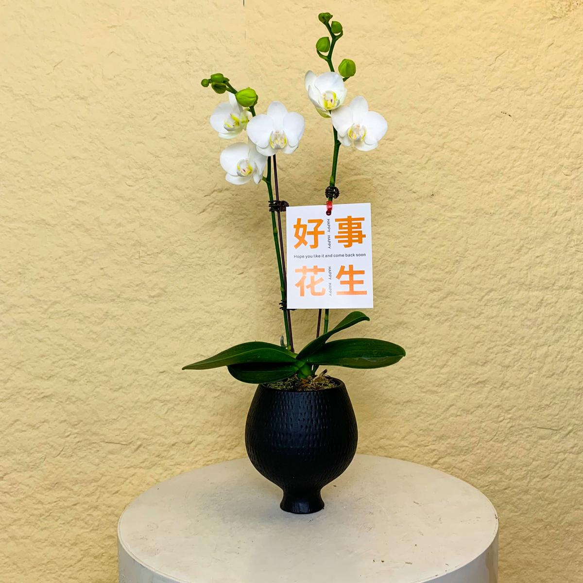 【台湾阿玛】鲜花蝴蝶兰 台兰白色系 耐开型 轻奢高级室内礼品