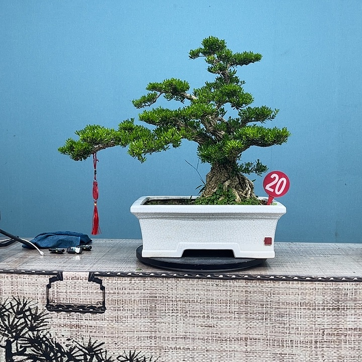无花朵精品雀舌黄杨