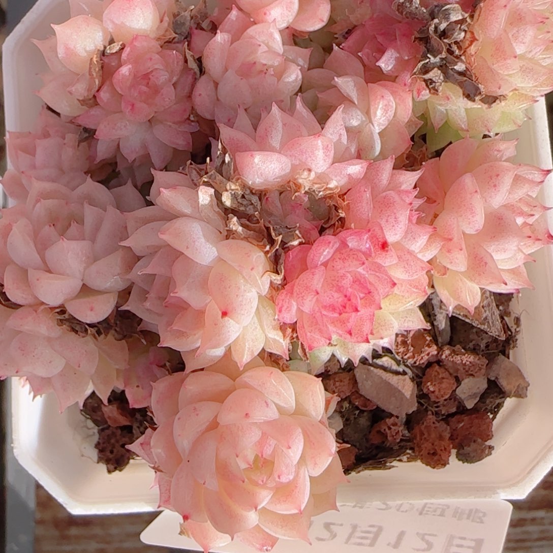 夏***甜花语多肉1212-332散