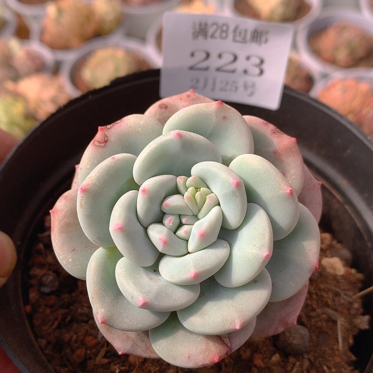 【闪购商品】云223