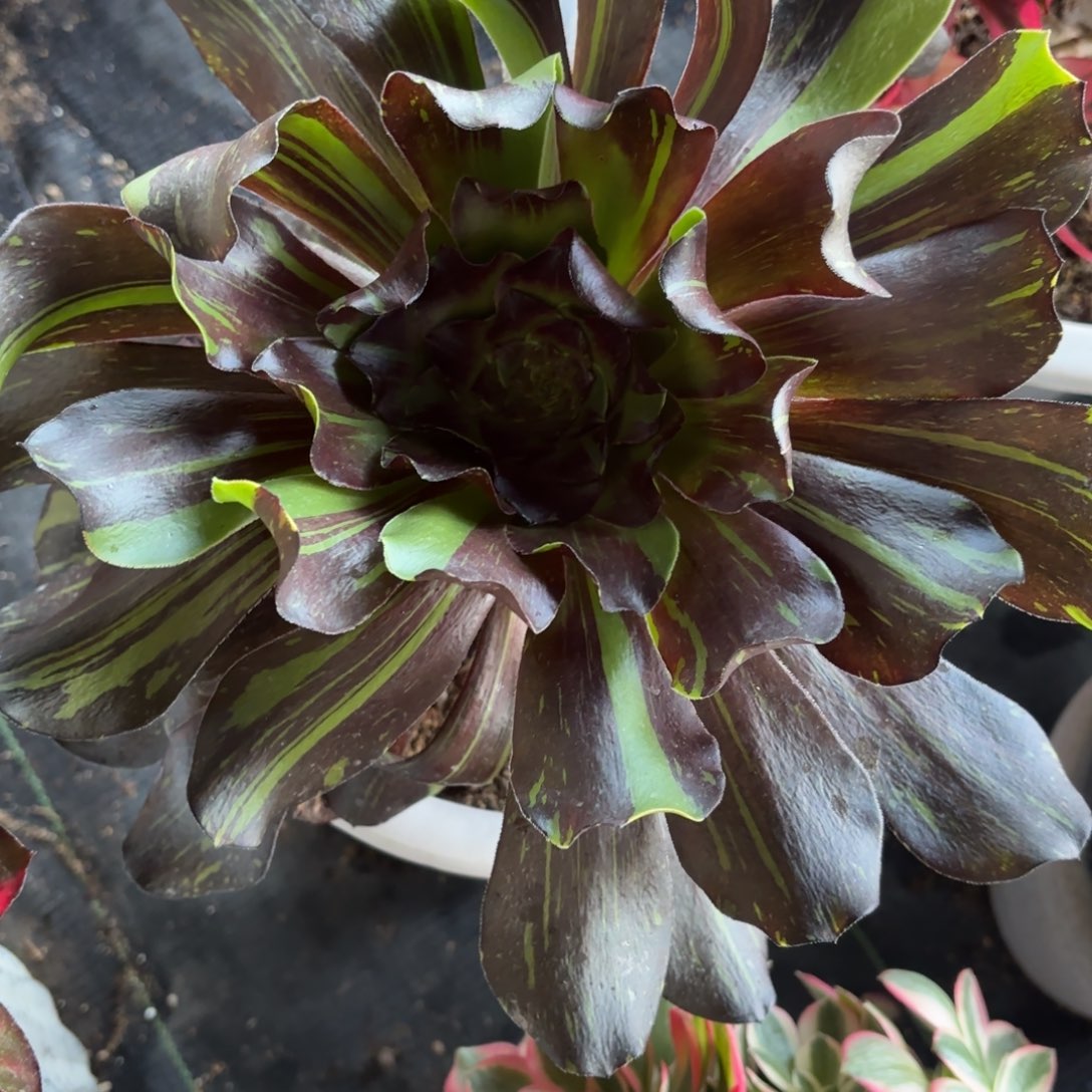 我****.花好月又圆202519