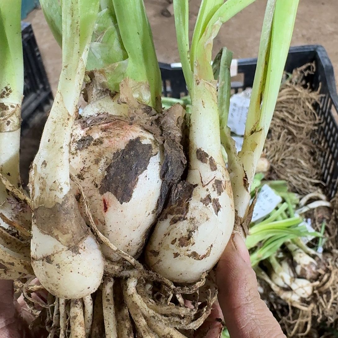 迪迪斯6+坨坨开花球