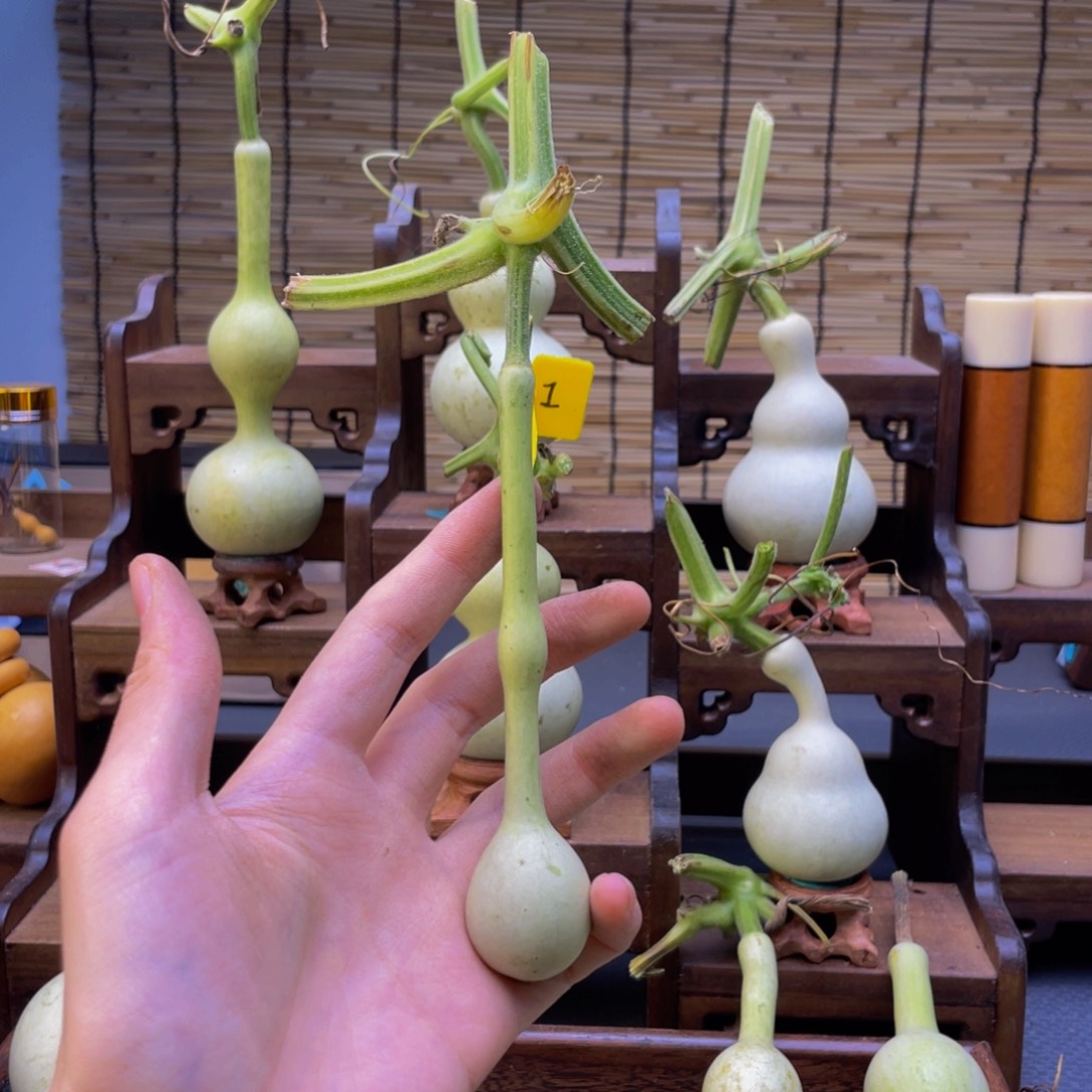 致***春大叶紫檀（黑酸枝木类）