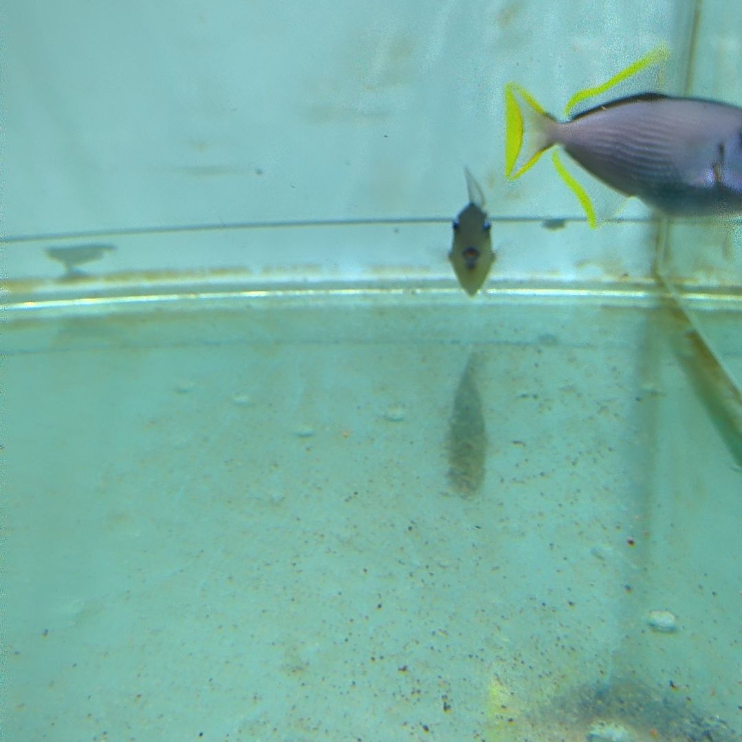 海水鱼蓝面炮弹对装11配11/9-101-137