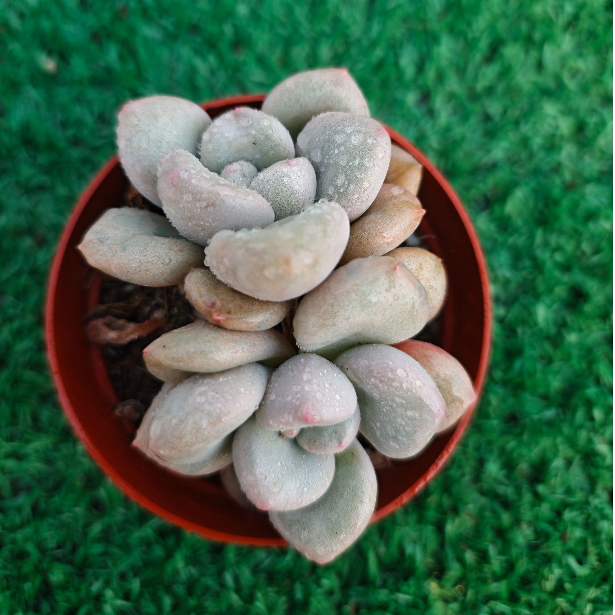 比尔盖茨精品多肉裸根上盆