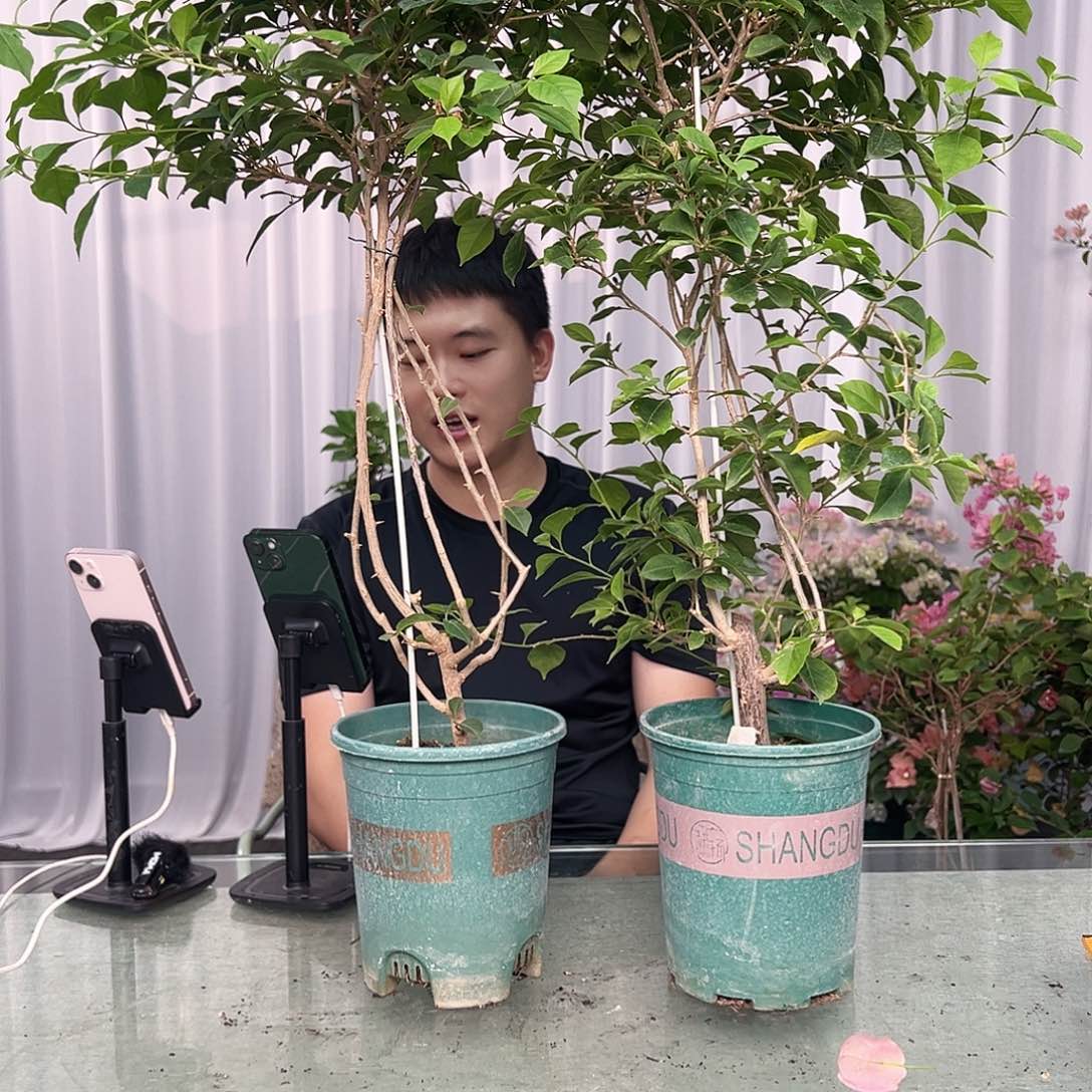 大部分开放少量花苞酒红带竹一棵