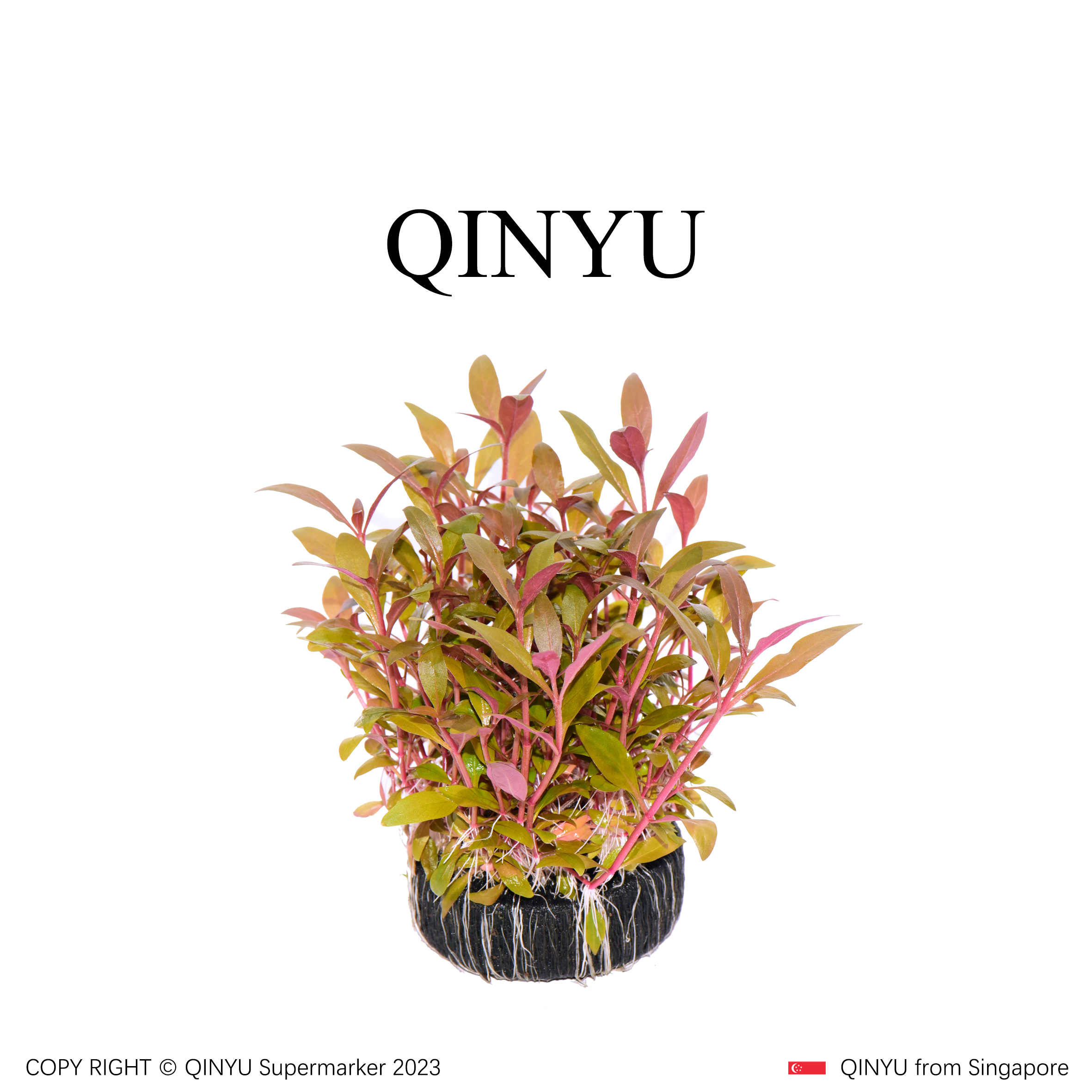 【直播福利】丹麦红玫瑰坨草 新手懒人水草 无需底沙入缸成景