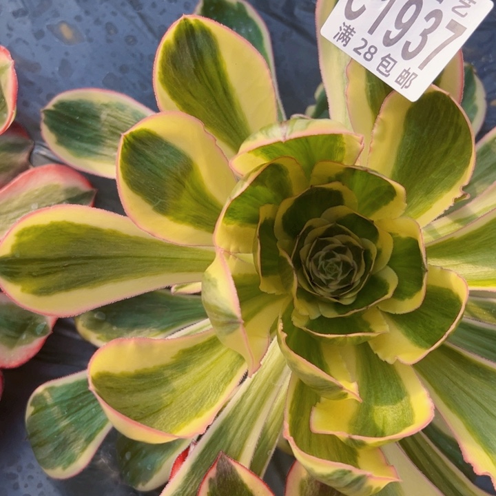 燕姿锦多肉植物法师法师1937