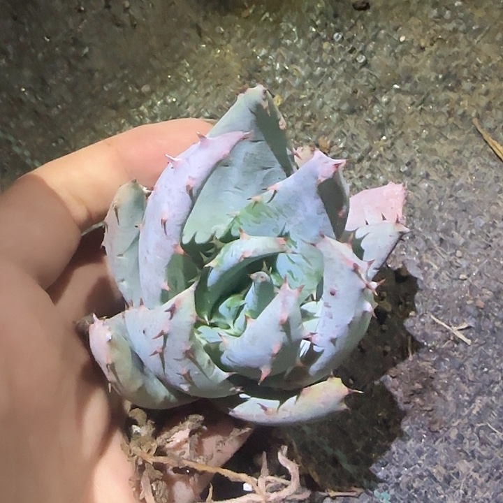 百嘉芦荟多肉植物