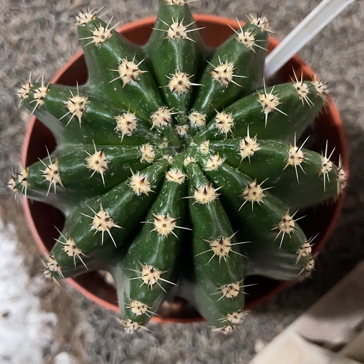 实生彩草高耸黑中刺发货