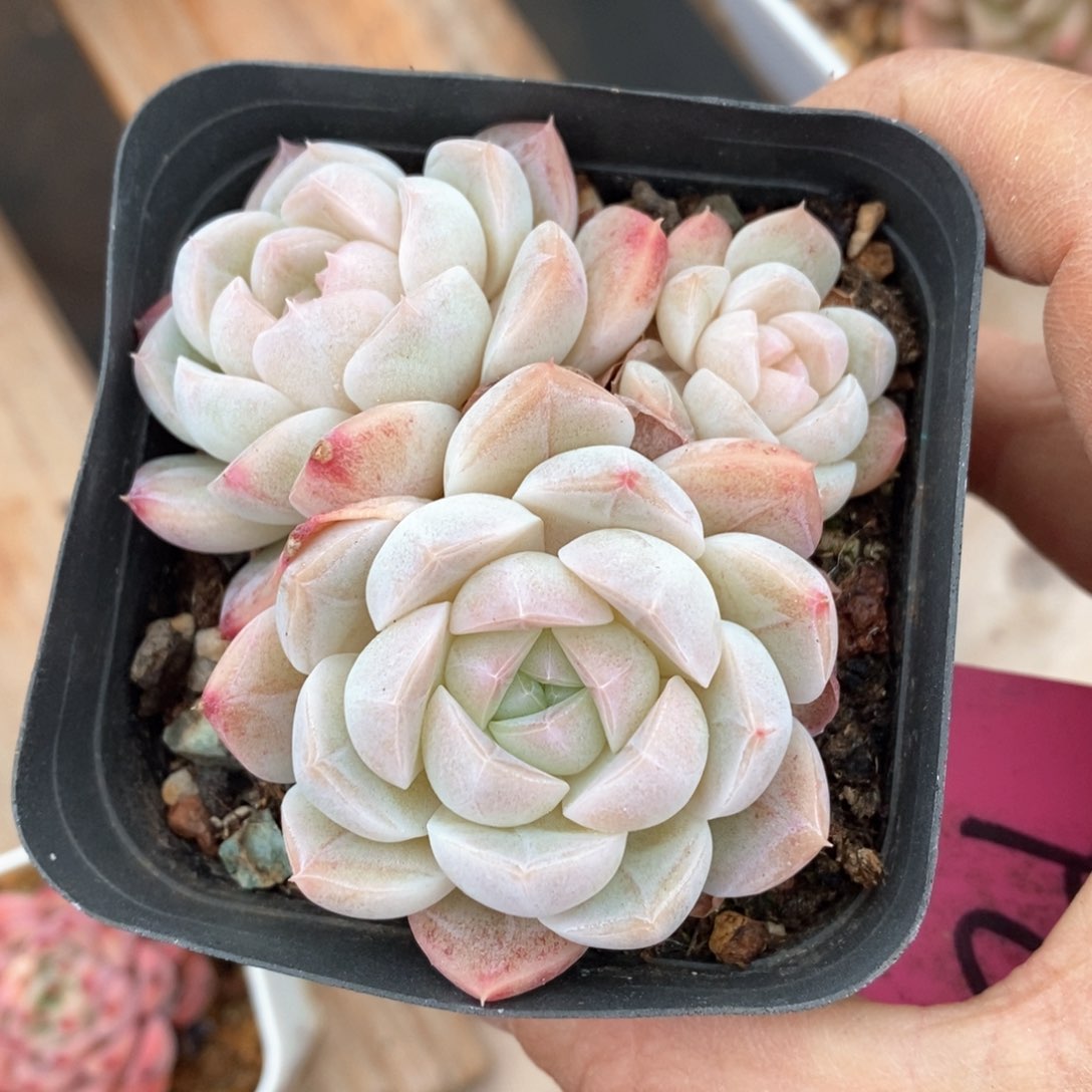 精品多肉一物一拍不包整421