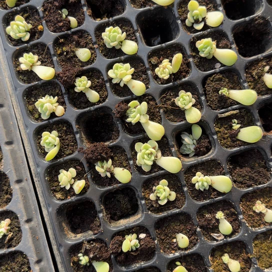 P89 穴一个满25包邮