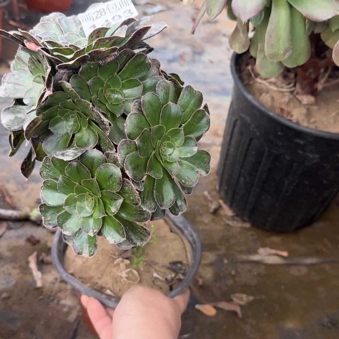 拉丝锦多肉1493满28包邮断枝不包