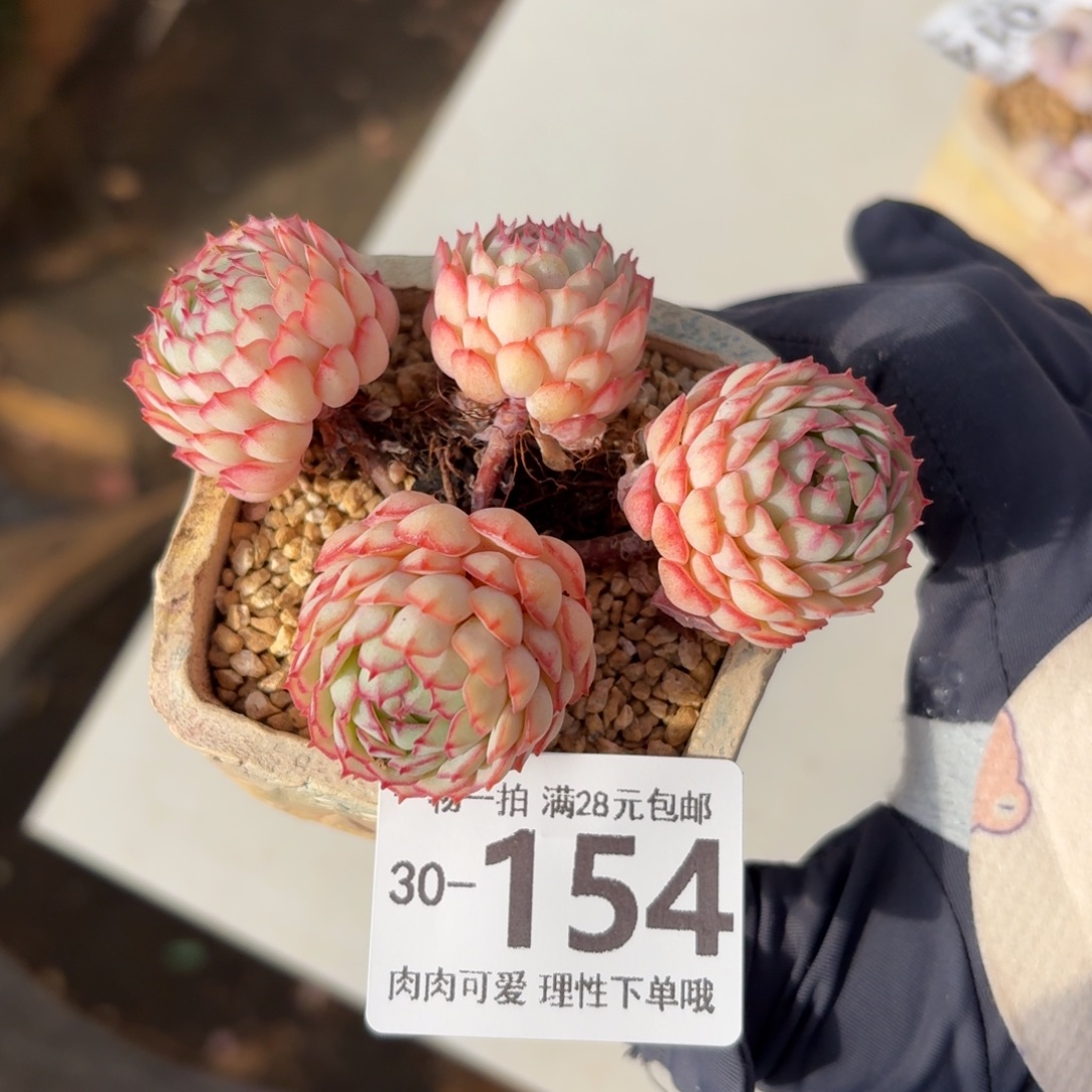 小红船无盆土发货