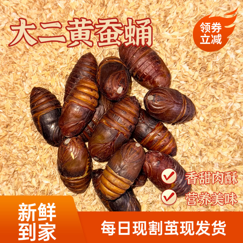 【大二黄】2025年新蛹东北茧蛹二黄蚕蛹东北大蚕蛹
