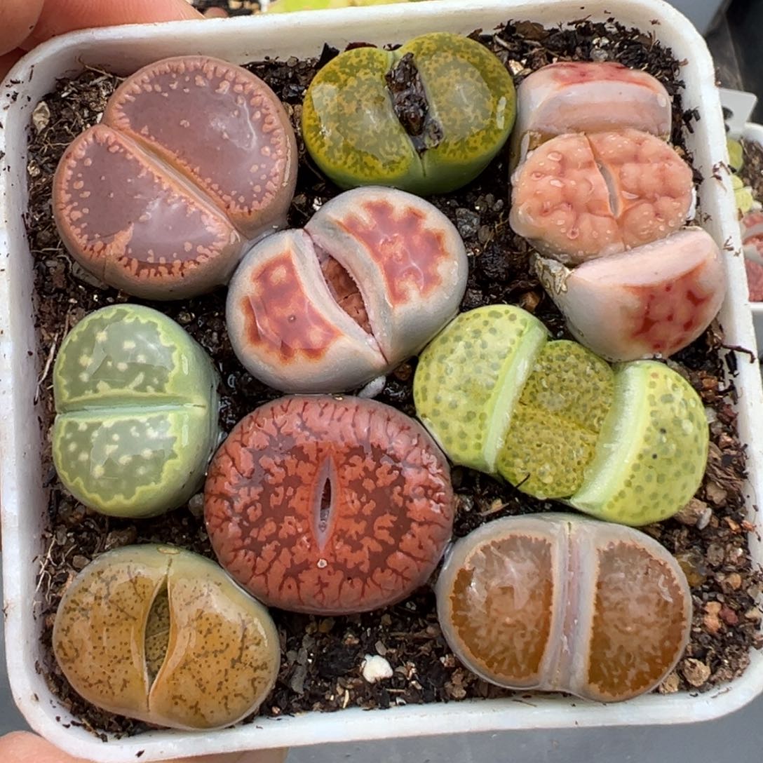 1.21好看的多肉056