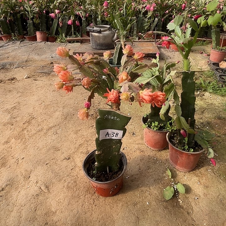 完全开放A38..AN050蟹爪兰