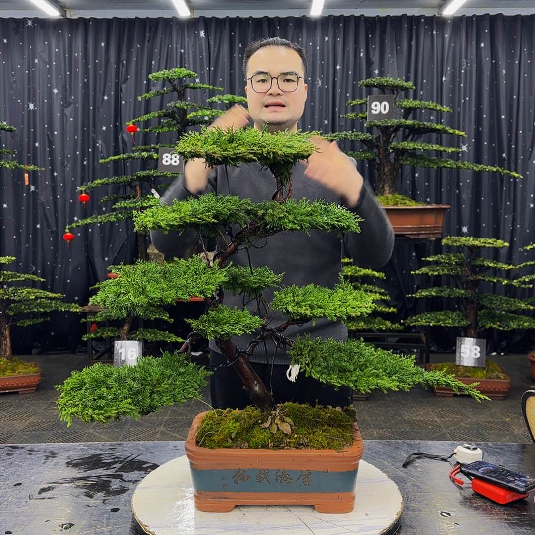 龙爪松高端造型盆景