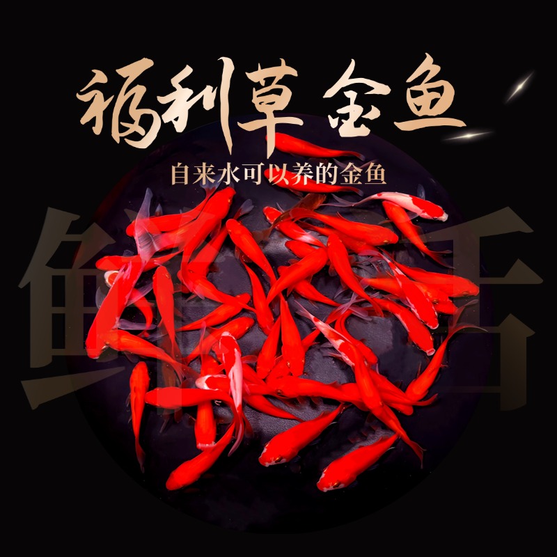 福利35条草金鱼观赏鱼冷水鱼金鱼好养耐活淡水鱼小鱼苗包邮
