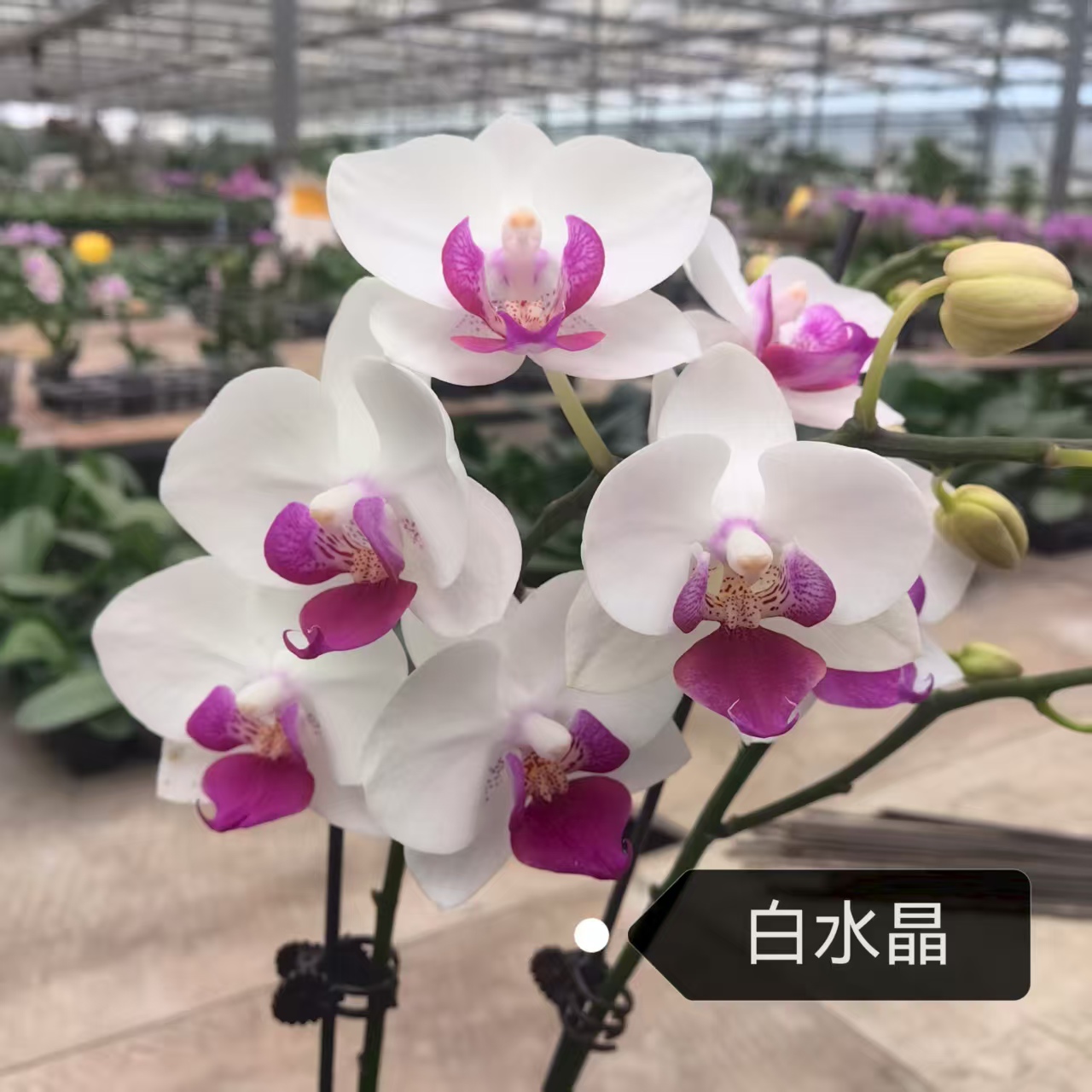 进口洋兰白水晶带花剑室内盆栽 办公室