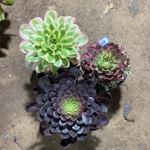 112多肉植物组合